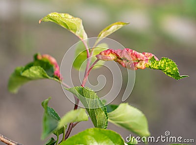 Rosy Apple Aphid Dysaphis Plantaginea Stock Photo