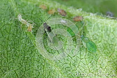Rosy apple aphid (Dysaphis plantaginea) on the underside of a curled apple leaf. Stock Photo