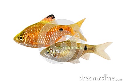 Rosy Barb Pair Pethia conchonius Male Female freshwater tropical aquarium fish Stock Photo