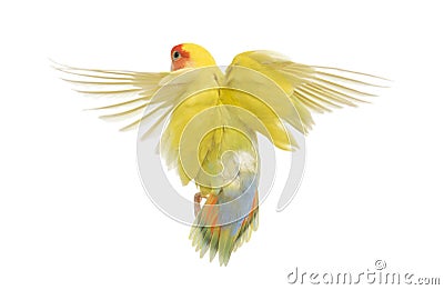 Rosy-faced Lovebird flying Stock Photo