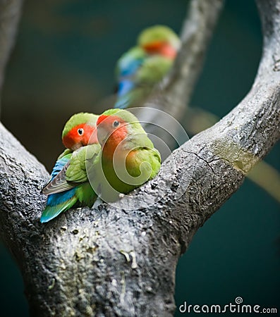 Rosy-faced Lovebirds Stock Photo