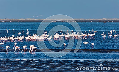 Rosy Flamingo colony in Walvis Bay Namibia, Africa wildlife Stock Photo