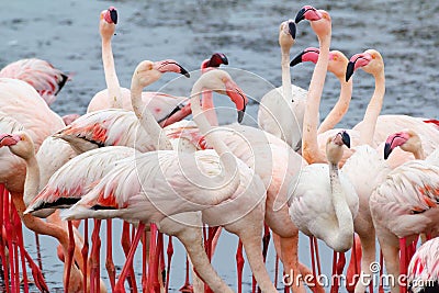 Rosy Flamingo colony in Walvis Bay Namibia Stock Photo