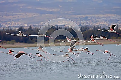 Rosy Flamingo, Phoenicopterus ruber roseus Stock Photo