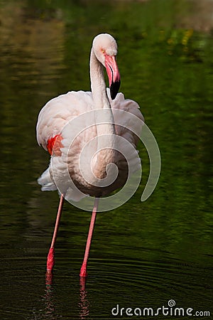 Rosy Flamingo, Phoenicopterus ruber roseus, standing in water Stock Photo