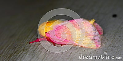 Rosy Maple Moth (Dryocampa rubicunda) Stock Photo