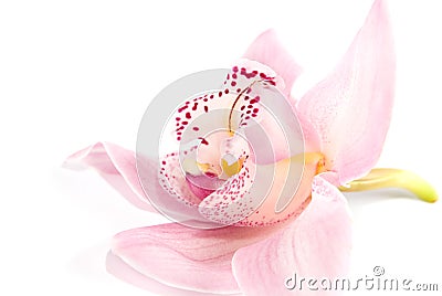 Rosy orchid isolated on white background Stock Photo