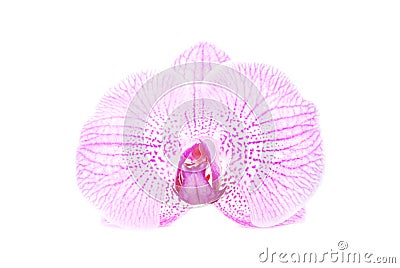Rosy orchid isolated on white background Stock Photo