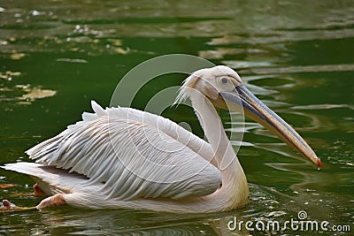 Rosy Pelican, Pelecanus onocrotalus, Hyderabad, Telanagana, India Stock Photo