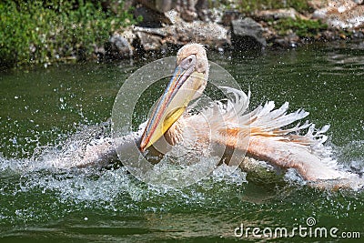 A rosy Pelican splashes water to catch fishin Danube Delta. Stock Photo
