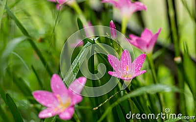 Rosy Rain Lily ( Zephyranthes rosea ) with rain drops Stock Photo