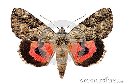 Rosy underwing moth, Catocala electa Stock Photo