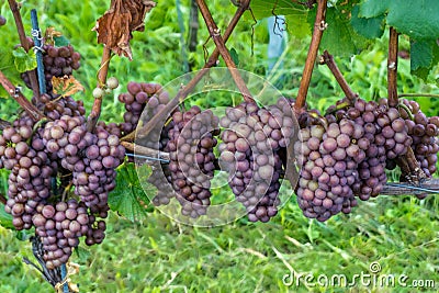 RosÃ© grapes on a grapevine ready for harvesting Stock Photo