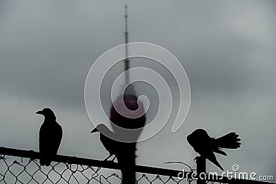 Rota Stower (Sri Lanka Colombo) Stock Photo