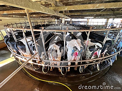 Rotary milking parlor at a modern dairy facility in Queensland Australia Editorial Stock Photo