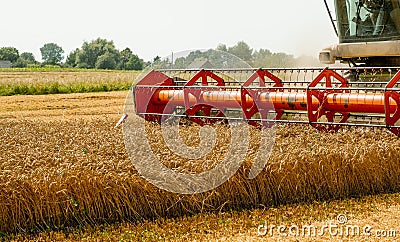 Rotary straw walker combine harvester cuts and threshes ripe wheat grain. Platform grain header with thresher reel Stock Photo