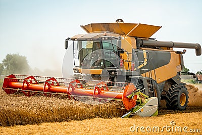Rotary straw walker cut and threshes ripe wheat grain. Man in combine harvesters with grain header, wide chaff spreader Stock Photo