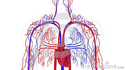 Rotating model of the human circulatory system. 3d rendering blood vessels. The medical background, computer generated. Stock Photo