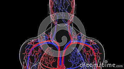 Rotating model of the human circulatory system. 3d rendering blood vessels. The medical background, computer generated. Stock Photo