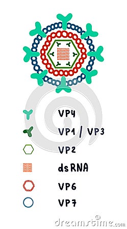 Rotavirus structure illustration complex architecture genome proteins hand drawn in minimalistic style for posters Vector Illustration