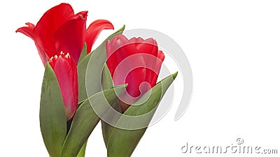 Rotes Tulpenc$zeit-versehen Rotes Tulpenc$zeit-versehen