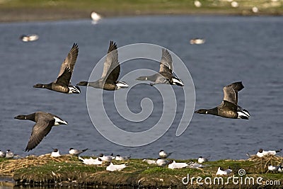 Rotgans, Dark-bellied Brent Goose, Branta bernicla Stock Photo