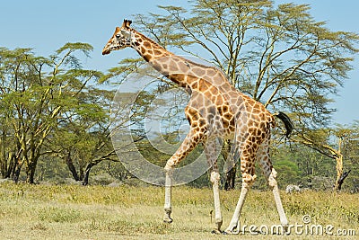 Rothschild Giraffe, Walking Stock Photo