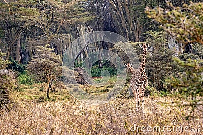 Rothschild Giraffe Walking Through Lake Nakuru Kenya Stock Photo