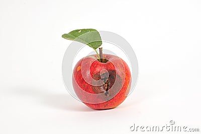 Rotten apple Stock Photo