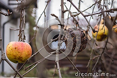 Rotten apple on bare tree. Damaged apple fruit. Apple tree garden. Bad condition concept. Decay concept. Stock Photo