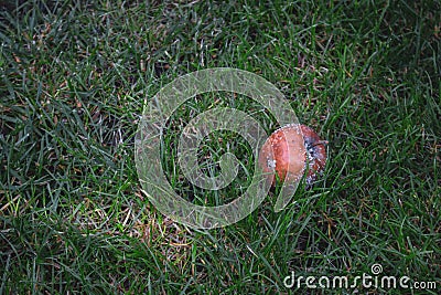 Rotten apple in green grass. Decayed apple fruit on the ground. Autumn garden landscape. Autumn nature close up. Stock Photo