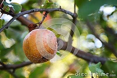 Rotten apple. Infected fruits of apples. Monilinia fructigena apple Stock Photo