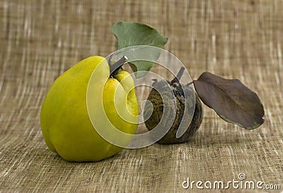 Rotten apple and quince Stock Photo