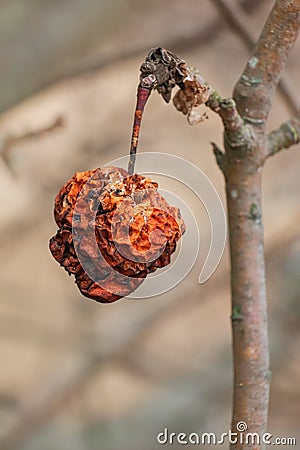 Rotten apple on a tree branch. Unharvested harvest. Dry red apple overwintered on a tree Stock Photo