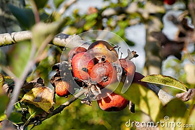 Rotten apple on tree in orchard Stock Photo