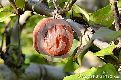 Rotten apple on tree in orchard Stock Photo
