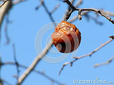 A rotten apple weighs on a tree Stock Photo