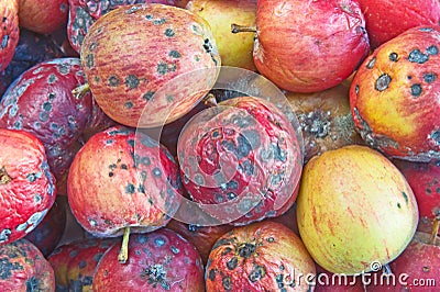 Rotten apples. Stock Photo