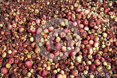 Rotten apples Stock Photo