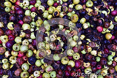 Rotten apples as discarded garbage lie on the ground. Bad apple and putrid fruits vegetable Stock Photo