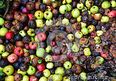 Rotten apples as discarded garbage lie on the ground in the city along the road Stock Photo