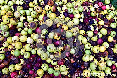 Rotten apples as discarded garbage lie on the ground in the city along the road Stock Photo