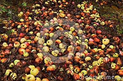 Rotten apples as discarded garbage lie on the ground in the city along the road Stock Photo