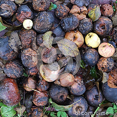 Rotten apples as texture Stock Photo