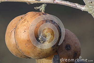 Rotten apples on a branch close-up. Infected fruits in the garden in spring or autumn Stock Photo