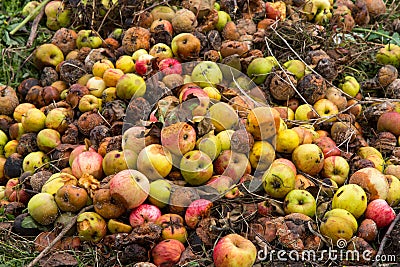 Rotten apples on a compost heap Stock Photo