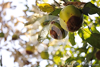 Rotten apples Stock Photo