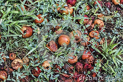 Rotten apples in the grass Stock Photo