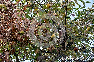 Rotten apples hang from a tree in autumn Stock Photo
