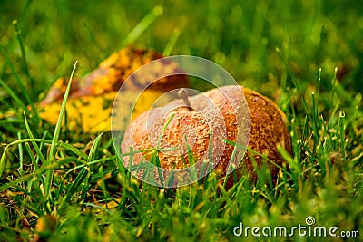 rotten apples in a meadow in autumn in Germany Stock Photo